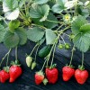 锦州红颜草莓苗基地
