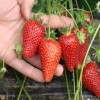 苏州丹东草莓苗公司