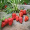 吉安幸香草莓苗基地