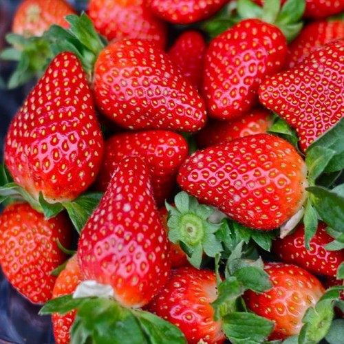 茂名幸香草莓苗多少钱！